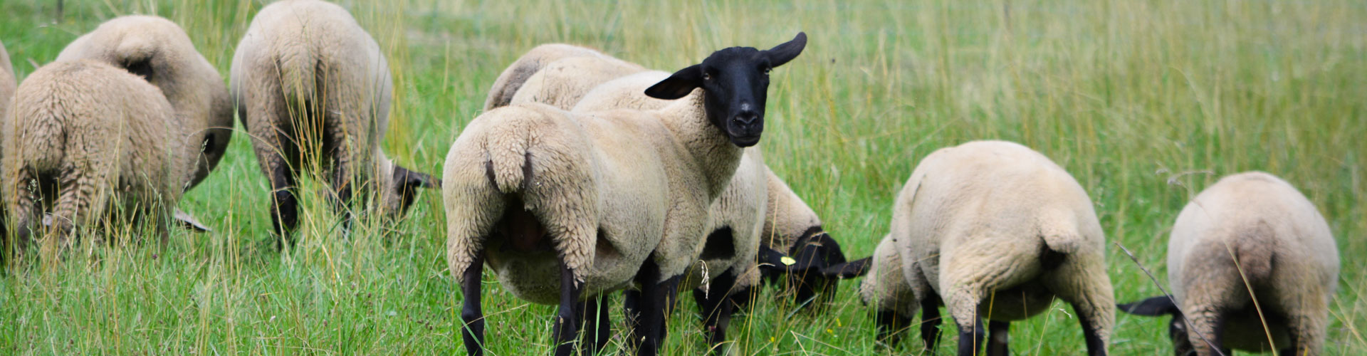 Header Langfurth - Schafe