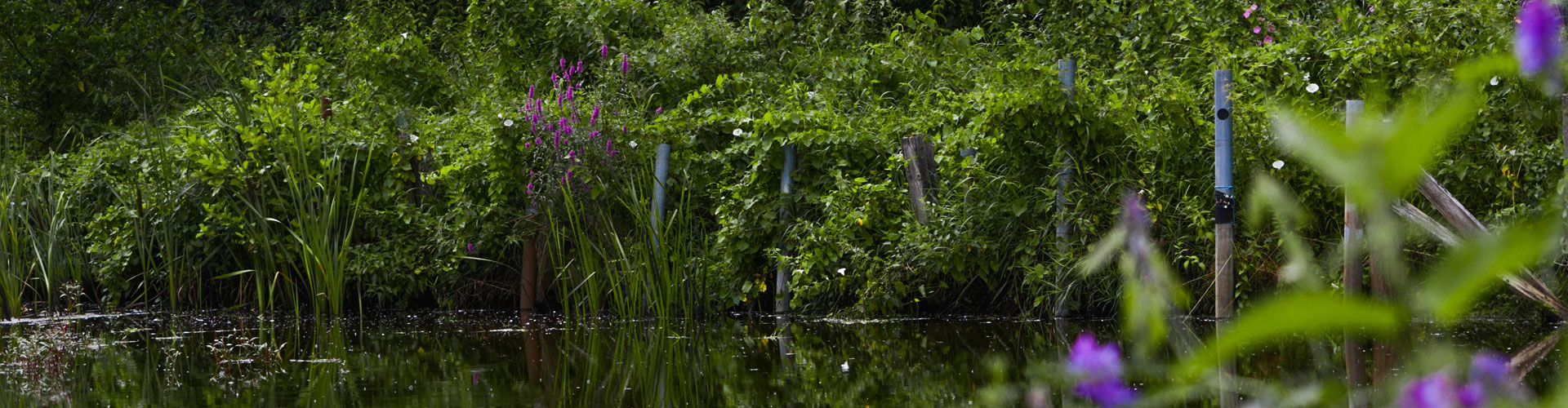 Header Langfurth - Seeufer