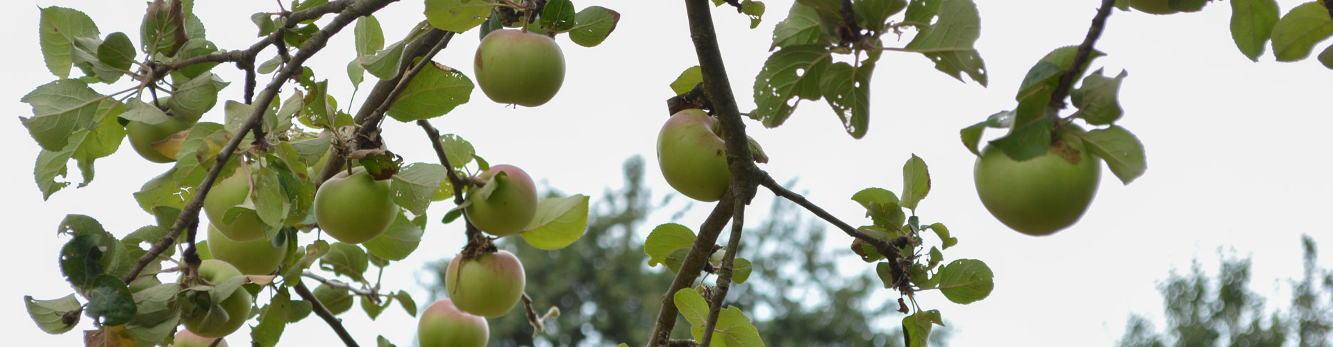 Header Langfurth - Apfelbaum