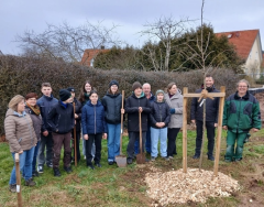 "Koni-Baum-Pflanzung"